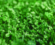 Micro clover in a lawn.